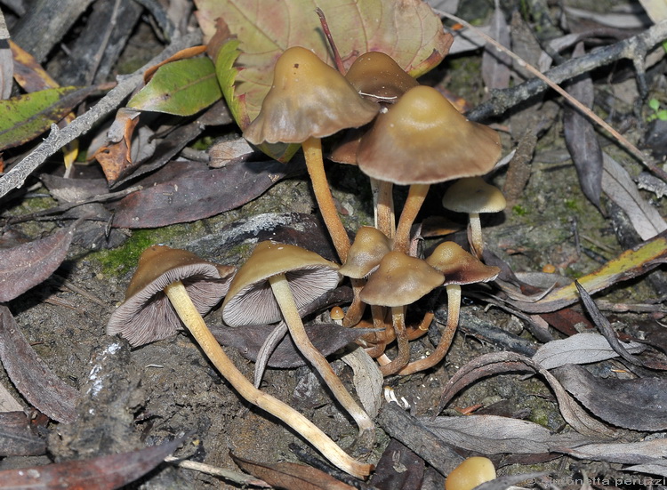 Galerina? (cfr. Hypholoma ericaeum)